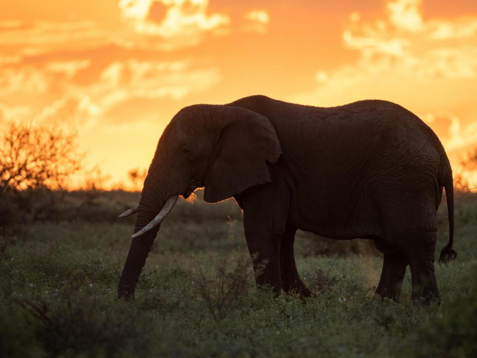 Grace Of Africa, Couples 5 Star Nature Lodge Marloth Park Exterior foto